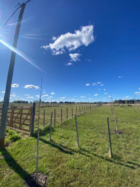 Lotes en Levene, Cañuelas